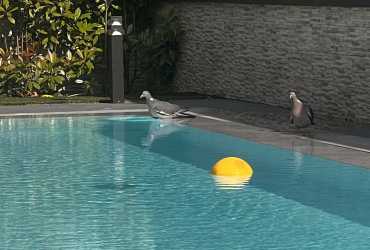 Création piscine Genas